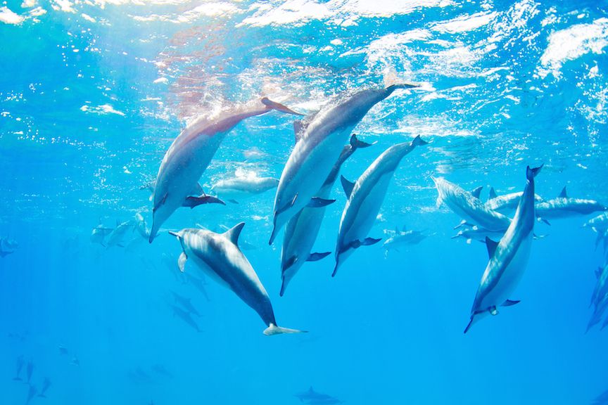 dolphins swimming underwater, tropical ocean