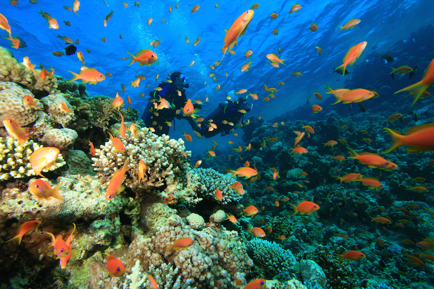 Scuba Diving on a coral reef