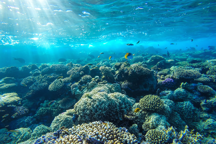 Red Sea Underwater Coral Reef