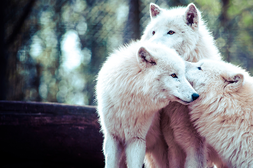 Arctic White Wolf