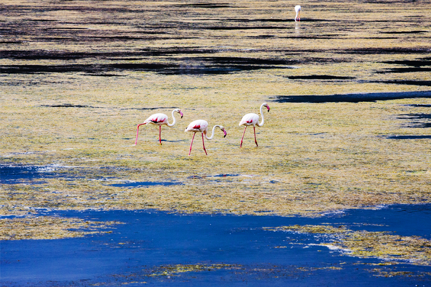 Flamingai Sicilija Skrendu.lt pigu