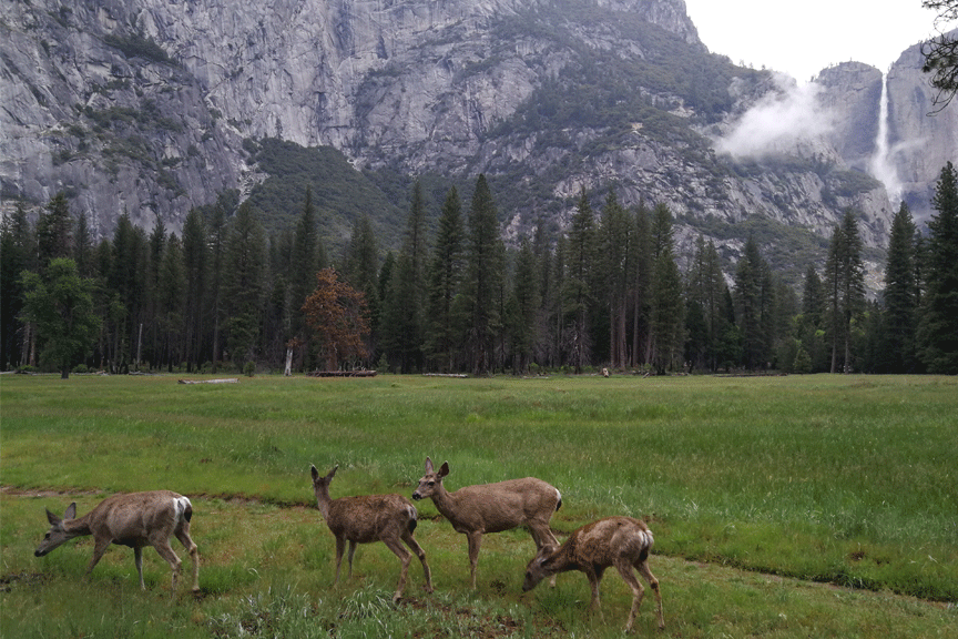 Josemičio nacionalinis parkas, Yosemite National Park